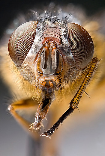 Housefly, Insects HD phone wallpaper