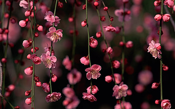 Sakura Tree Flower, Sakura, Nature, Flower, Tree HD wallpaper