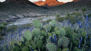 Big Bend National Park, Cactus HD wallpaper