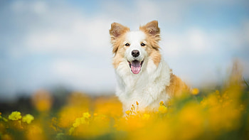 Border Collie, dog, cute, pet, animals HD wallpaper