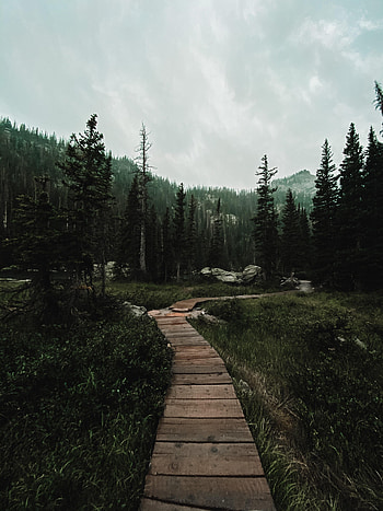 Landscape, Nature, Mountains, Forest, Path HD phone wallpaper