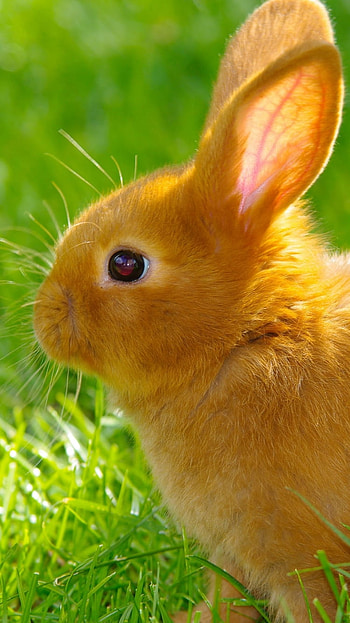 Sun‑Kissed Bunny — Rabbit , Animal, rabbit HD phone wallpaper