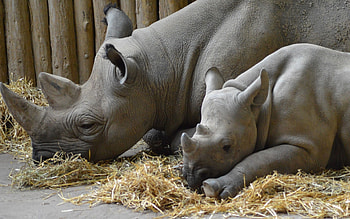 Rhinos, mother, calf, animals HD wallpaper