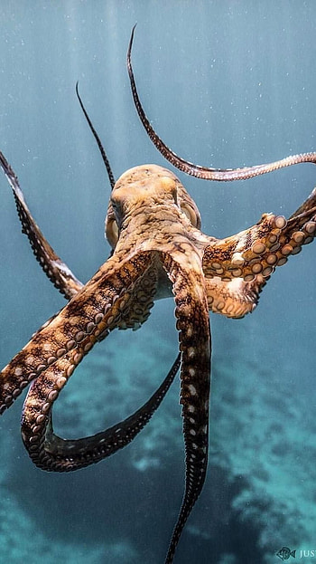 Octopus, Ocean Animal HD phone wallpaper