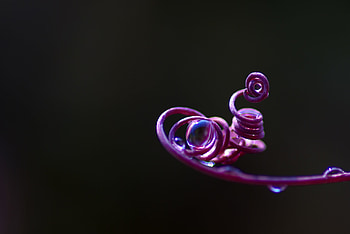 Vine, Macro, Branch, Swirling, Involute HD wallpaper