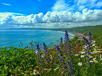 Whitsand Bay,England, cornwall, coast, bay, clouds, nature, flowers HD wallpaper