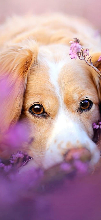 Aidi dog, Puppy in flowers, XS Max HD phone wallpaper