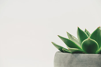 Succulent Plant on Gray Plant Pot Close-up , succulent plant HD wallpaper