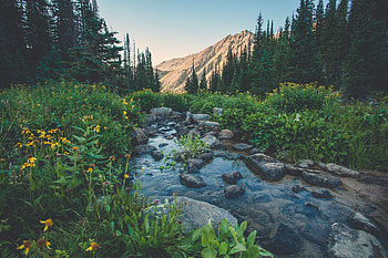 Nature, Flowers, Grass, Mountains, Creek, Brook HD wallpaper