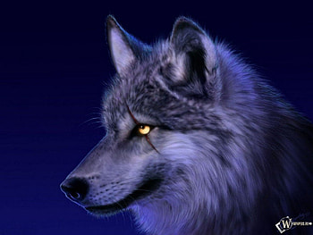 wolf, night, animal, hunter, eyes HD wallpaper