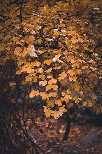 Nature, Autumn, Leaves, Wood, Tree, Branch HD phone wallpaper