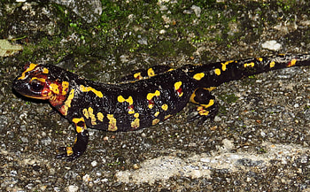 Salamander ry collection, Stunning animal , Biodiversity showcase, Nature's marvels HD wallpaper