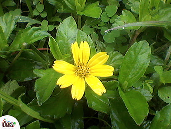 yellow, kandhi, small, sun HD wallpaper