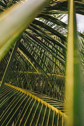 Nature, Leaves, Plant, Palm, Branches HD phone wallpaper