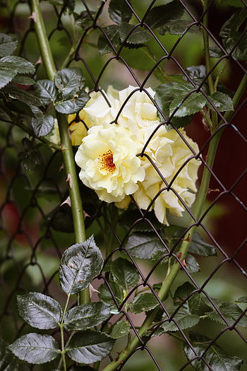 Flowers, Bush, Rose Flower, Rose, Thorns, Spikes HD phone wallpaper