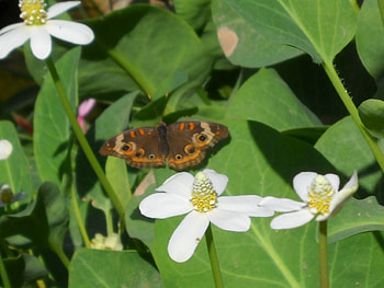 Butterfly, colors, plant, flowers HD wallpaper