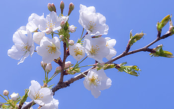 Plants, Flowers, Cherry HD wallpaper