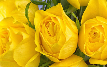 Flowers, Roses, Petals, Buds HD wallpaper