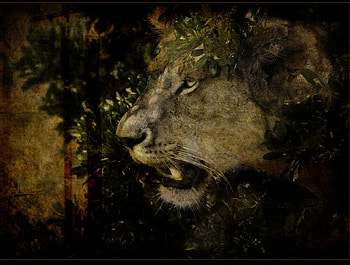 lion, animal, abstract, fantasy HD wallpaper