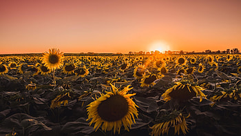 Sunflowers farm, Golden hour, resolution, Vibrant colors HD wallpaper