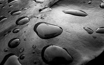 drops, nature, rain drop HD wallpaper