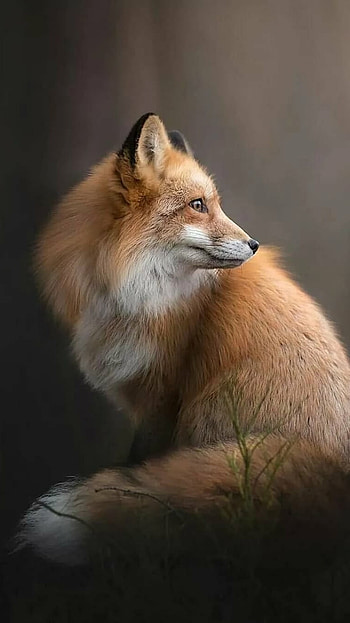 Fox, Brown Wild, Animal HD phone wallpaper
