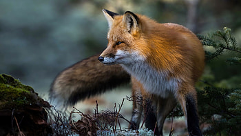 Fox, cute, animal, nature HD wallpaper