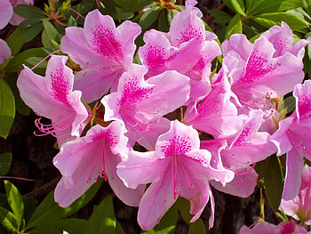 Flowers, Pink, Close-Up, Stamens, Azalea HD wallpaper