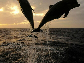 dolphins sunset jumping , dolphins, jumping, sunset HD wallpaper