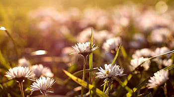 Flowers, Grass, Macro, Glare, Shine, Light HD wallpaper