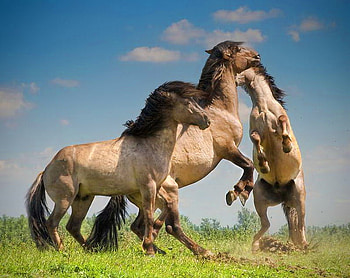 The challenge, horses, fighting, sky, grass, wild, buckskin, stallions HD wallpaper