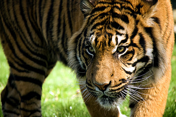 Animals, Muzzle, Striped, Predator, Big Cat, Tiger HD wallpaper
