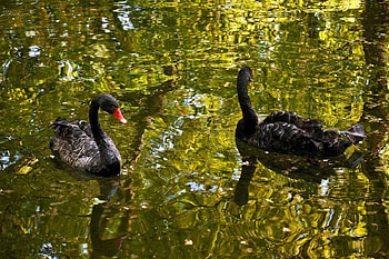 Black Swans, nature, reflection, water, lake HD wallpaper