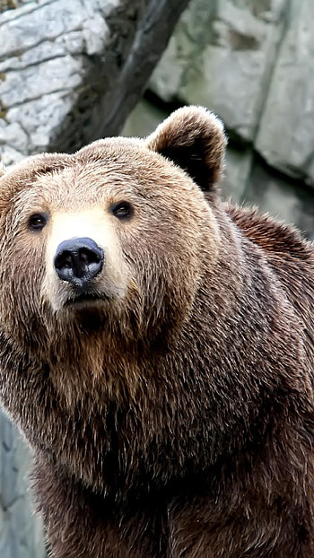 Grizzly Bear, Majestic wildlife, Natural habitat, Powerful creature HD phone wallpaper
