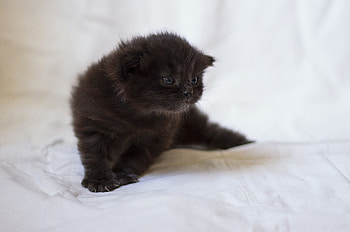 Animals, Fluffy, Kitty, Kitten, Sight, Opinion, Kid, Tot HD wallpaper