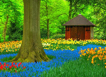 Beautiful Flowers, beautiful, flowers HD wallpaper