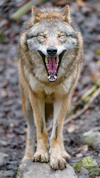 Funny, Animals, Wolf, Animal, Protruding Tongue, Tongue Stuck Out, Zev, Throat HD phone wallpaper