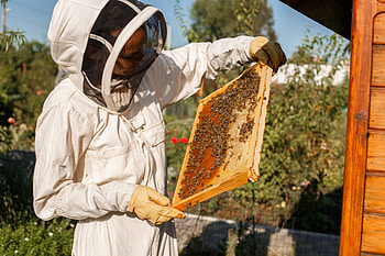 Beehive, active or inactive, world wide, pest control HD wallpaper