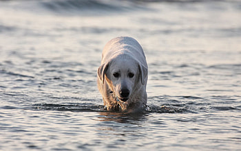Animals, Water, Dog, Wet, Labrador HD wallpaper