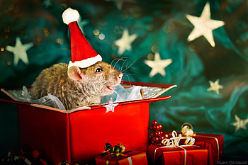 Happy one, animal, craciun, gift, tree, red, christmas, rat, rodent, diane ozdamar, santa, hat HD wallpaper