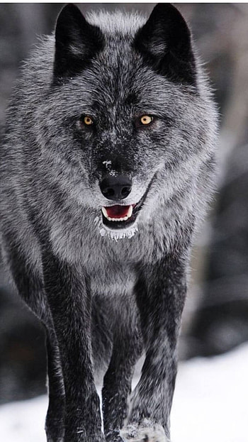 Wolf, Black Wolf HD phone wallpaper