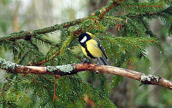 Great Tit, tit, branch, bird, tree HD wallpaper
