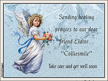 HEALING PRAYERS FOR ELAINE...''COLLIESMILE'', COMMENT, HEALING, CARD, PRAYERS HD wallpaper