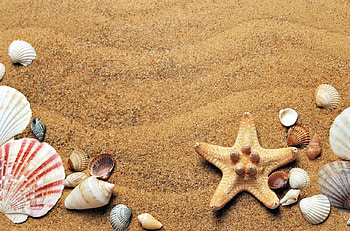 Beach Sand, starfish, shells, sand, beach HD wallpaper