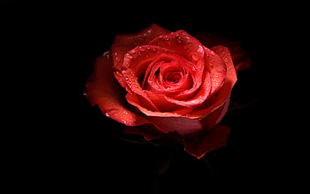 Plants, Flowers, Roses HD wallpaper