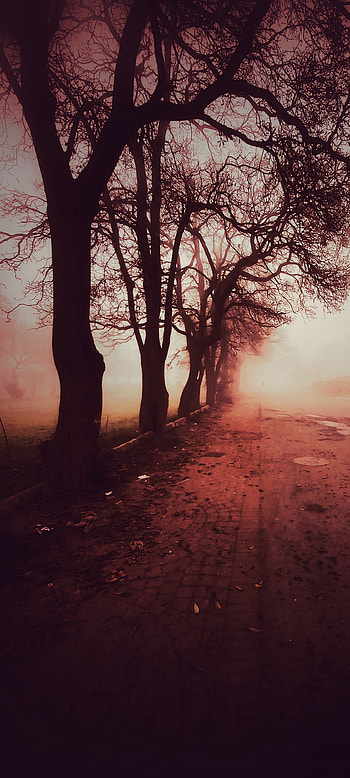 Winter-walk, path, nature, tree, fog HD phone wallpaper