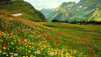 ALPINE WILD FLOWERS, rocky, landscape, serenity, mountain, wildflowers, scenic, idyllic, garden wall, glacier national park HD wallpaper