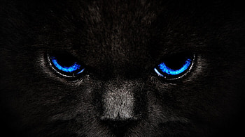 Cats S Black Cat Blue Eyes HD wallpaper