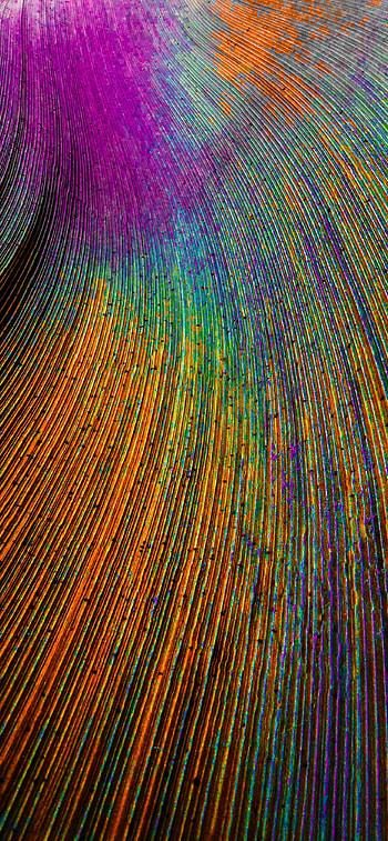 Peacock feather , Colorful particles, Abstract, Beauty HD phone wallpaper