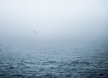 A solitary seagull glides over fog-covered waters in Halifax, creating a serene oceanic scene. HD wallpaper